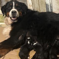 Kara - Bernese Mountain Dog