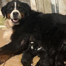 Kara - Bernese Mountain Dog