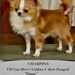 Chihuahua All Grown Up from Cane River Chihuahuas