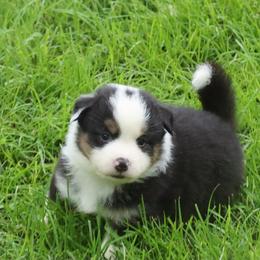 Diadem Secret X Bolo - Black tri female Miniature American Shepherd puppy in Tiskilwa, Illinois from First Harmony Farms