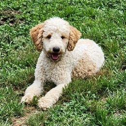 Mia - Poodle