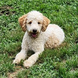 Mia - Poodle