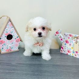 Jet - White male Mal-Shi puppy in Morehead, Kentucky from Paw Perfect Pets