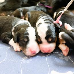 Bernedoodle, Goldendoodle, and Poodle Puppies from Teddy Doodles & Standard Poodles
