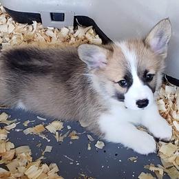 Pembroke Welsh Corgi Puppies from Ranch Hand Corgis