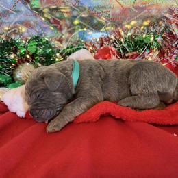Teal collar - Gray brindle female Cane Corso puppy in Briggs, Texas from Capital City Corso’s
