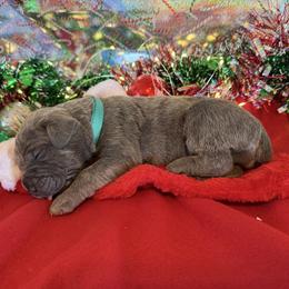 Teal collar - Gray brindle female Cane Corso puppy in Briggs, Texas from Capital City Corso’s