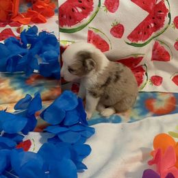 Quark - Red merle male Miniature American Shepherd puppy in Garysburg, North Carolina from Schaefer's Miniature American Shepherds