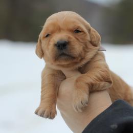 Girl 3 - Golden female Golden Retriever puppy in Lucasville, Ohio from Trusting Hearts Kennel