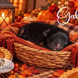 Gabby - Black phantom female Aussiedoodle puppy in Roebuck, South Carolina from Dani's Dandy Doodles