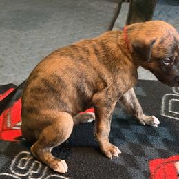 Girl 1 Red - Red brindle female Greyhound puppy in Mesa, Arizona from ARK Greyhound Kennel LLC