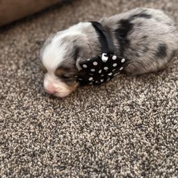 Boy 3 - Black and tan male Corgipoo puppy in Junction, Utah from Sugar Doodles