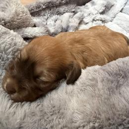 Lily - Chocolate female Havanese puppy in Cadwell, Georgia from Hashtag Havenese