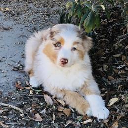 Boy 1 - Red merle male Australian Shepherd puppy in Phoenix, Arizona from Heartfire Aussies