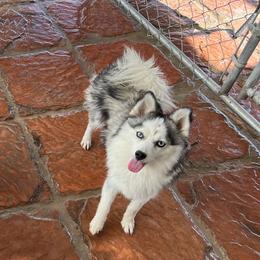 Sassy - Pomsky