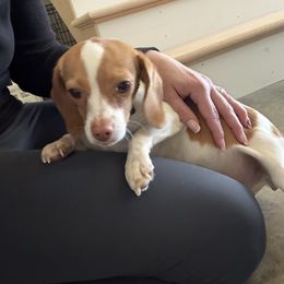 Dixie Belle - Beagle