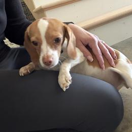 Dixie Belle - Beagle