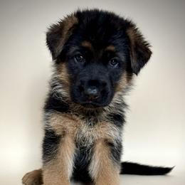 Rebecca - Black and red female German Shepherd puppy in Grand Junction, Colorado from Sonnenfeld Shepherds