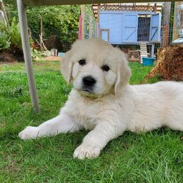 Golden Retriever Puppies from Hoekema Homestead Goldens