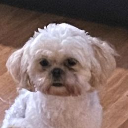 CoCo - Shih Tzu