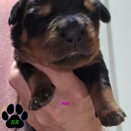 Pink - Black and mahogany female Rottweiler puppy in Tangent, Oregon from Raya's Royals