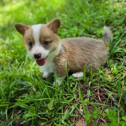 Camilo - Sable and white male American Corgi puppy in Tallahassee, Florida from Koko's Korgis