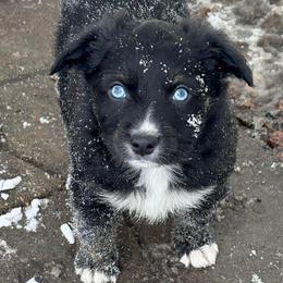 Tecova - Black tri-color female Aussiedoodle puppy in Clara City, Minnesota from Good Shepherd Aussiedoodles