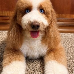 Buddy - Bernedoodle