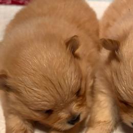 Dallas - Orange female Pomeranian puppy in San Antonio, Texas from San Antonio Pomeranian