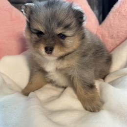 Tiffany - Blue merle female Pomeranian puppy in Bayonne, New Jersey from Pomeranian Dream