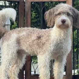 Assorted Doodle Crosses, Aussiedoodles, Bernedoodles, Cavapoos, Goldendoodles, and Sheepadoodles from Happy Top Doodles