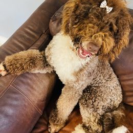 Goldendoodle Puppies from Labradoodleday