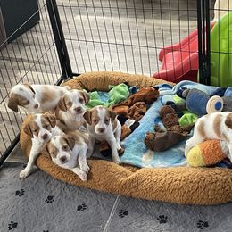 Brittany Puppies from Beaupre Gun Dogs