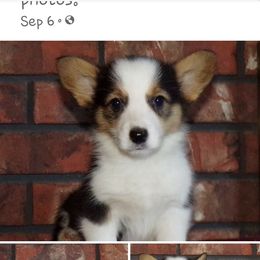 Orla - Pembroke Welsh Corgi