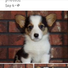 Orla - Pembroke Welsh Corgi