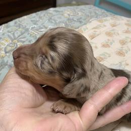Male  1 chocolate dapple longhair - Dapple male Dachshund puppy in Bethany, Connecticut from Mardox Dachshunds