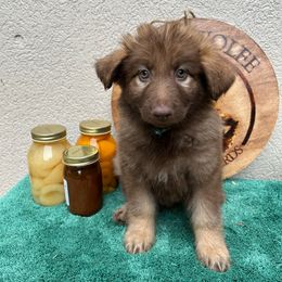 Light Blue Collar Girl - Sable female German Shepherd puppy in Columbus, Mississippi from Olde Wolfe German Shepherds