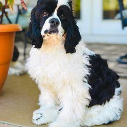 Cocker Spaniel Puppies from Opalina Cocker Spaniels