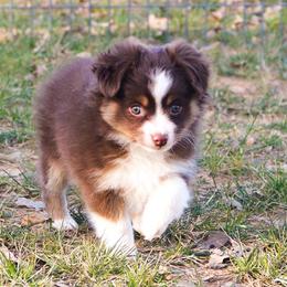 Miniature Australian Shepherd and Toy Australian Shepherd Puppies from Best Little Aussies