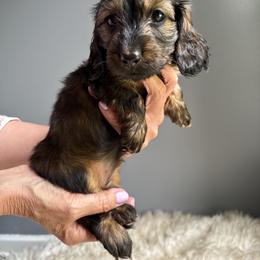Greta - Sable female Dachshund puppy in Gilbert, South Carolina from Gena’s Dachshunds