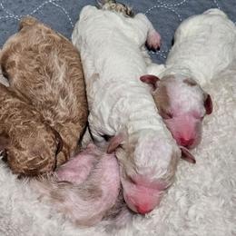Girl 1 - Apricot female Labradoodle puppy in Payson, Utah from Utah County Labradoodles