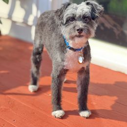 Nellie - Aussiedoodle