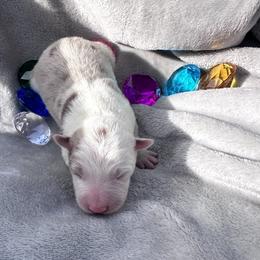 Ruby - Red merle female Border Collie puppy in Keller, Texas from Bordercollieblues
