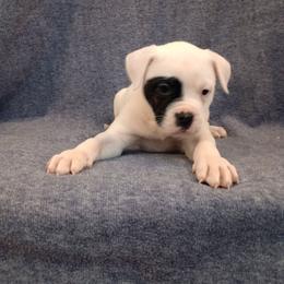 Puppy 2 Blue - White and brindle male American Bulldog puppy in Christiansburg, Virginia from Iron Will American Bulldogs