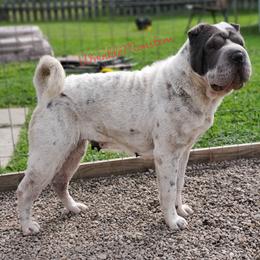 Jinx - Chinese Shar-Pei