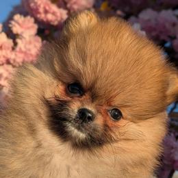Buttercup - Orange sable female Pomeranian puppy in Utah from Pop Off Pomeranians