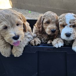 Goldendoodle puppies from AZ Cuddle Doodle Kisses