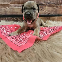 Cane Corso Puppies from Carrie Brown's Cane Corsos
