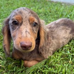 Chocolate Dapple Ready to Go - Dapple male Dachshund puppy in Cutler Bay, Florida from Dadecounty’s Dachshunds
