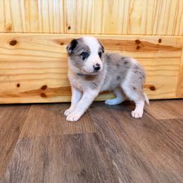 Nova (Blue Collar) - White and blue merle female Border Collie puppy in Lula, Georgia from Silver Creek Ridge